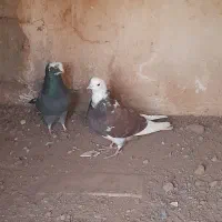 کبوتر