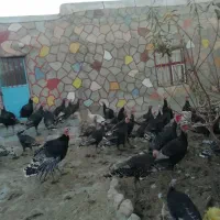 سلام بوقلمون فروشی|حیوانات مزرعه|قوچان, |دیوار