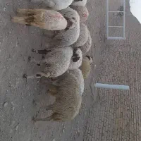 ۱۲ عدد بره درجه یک به شرط صحیح