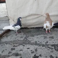 کفتر شهری بی عیب