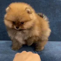 پامرانین و پودل اصیل و عروسکی|سگ|اصفهان, سیچان|دیوار