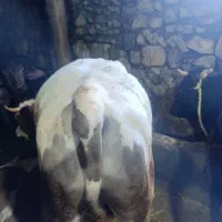 گوساله نر گوشتی