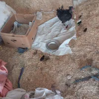 فروش مرغ وجوجه