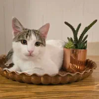 عمده و تکی هپی کت *جوسرا*رفلکس*مونلو