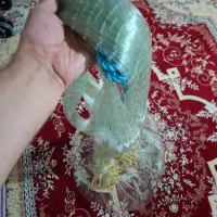 سلیه نو