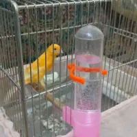 قناری|پرنده|تهران, اسفندیاری|دیوار