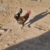خروس|حیوانات مزرعه|شیراز, شهرک امیر کبیر|دیوار
