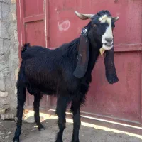 بزقاله نر|حیوانات مزرعه|انبارآلوم, |دیوار