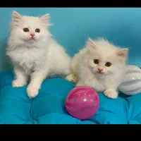 بچه گربه های عروسکی ( مجموعه ایران کتز)|گربه|چالوس, |دیوار