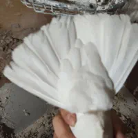 کبوتر طوقی|پرنده|میبد, |دیوار