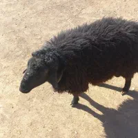 قوچ دودندان