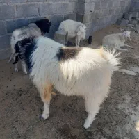 نری فروشی|حیوانات مزرعه|فین, |دیوار