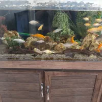 فروش آکواریوم با تمام ماهی ها ولوازم