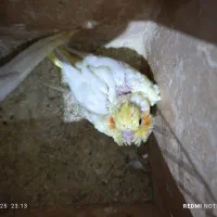 عروس هلندی سرلاکی لوتینو|پرنده|شادگان, |دیوار