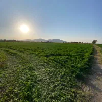 10 هکتار یونجه برای چرای گوسفند