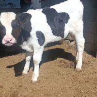 گوساله نر ۲ ماه