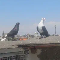 ۴ تا کفتر رنگه مال بوم همه نر