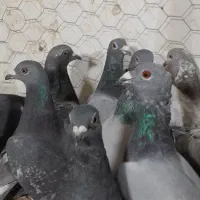 آلمانی کفتر بوم رنجر کفتر جنگی|پرنده|مشهد, کوشش|دیوار