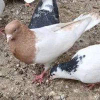 کفتر