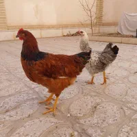 مرغ و خروس سالم و گوشتی (مرغ ترکی)