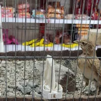 سهره خاکی جوجه امسال|پرنده|محمدیه-قزوین, |دیوار