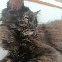 بچه گربه پرشین|گربه|قم, باغ شازده|دیوار