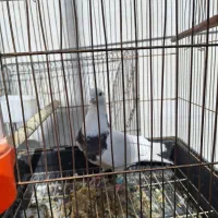 کبوترپیداشده|حیوانات|خرم‌آباد, |دیوار