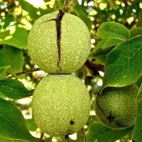 نهال گردو بادام آلو خرمالو ...