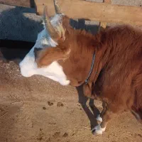 لیشه چالوسی شکم دار