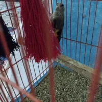 سهره جوجه جوانه|پرنده|تربت جام, فاز ۱ فرهنگیان|دیوار