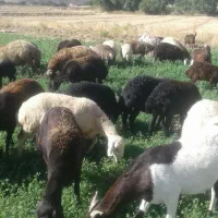 یک عدد بزغاله شیری فروشی