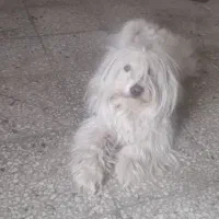 سگ پاپی|سگ|اصفهان, ارغوانیه|دیوار