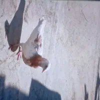 کفتر