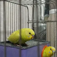 مرغ عشق جوجه