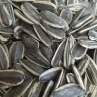 فروش تخمه افتابگردون S300وS400