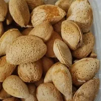 بادام درختی تازه