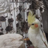 عروس هلندی نروماده