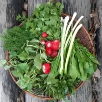 پخش عمده سبزی ۲۰/۰۰۰