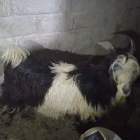 نر‌بز‌داشتی‌‌گله‌داری