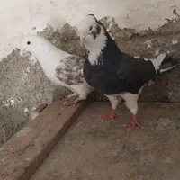 ۴تا کفتر تهرانی فقلاده|پرنده|نمین, |دیوار