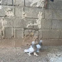 دمسفید