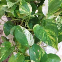 تعدادی گل پتوس در سایزهای مختلف