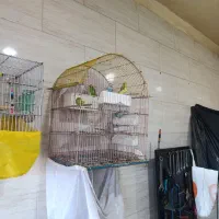 مرغ عشق مولد