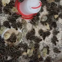 جوجه بلدرچین 1 روزه