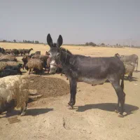 ماده خر گله|حیوانات مزرعه|فسا, |دیوار