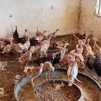 بوقلمون ۳ماهه بوربن برنز قیمت فقط دونه ای ۵۰۰|حیوانات مزرعه|کرمان, |دیوار