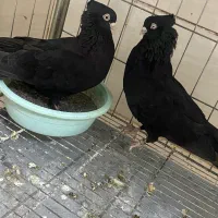 فروش کبوتر قیل آبادانی تسو ی جفت عروس مولد