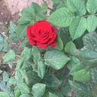 استخدام خانم برای امور منزل