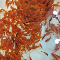 ماهی قرمز عمده