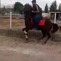 اسب کرد|اسب و تجهیزات اسب‌سواری|تبریز, |دیوار